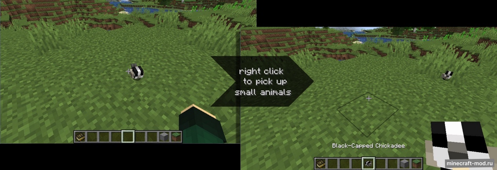 Мод Chirpy's Wildlife для Minecraft 1.20.1, 1.19.2, 1.18.2,  ...